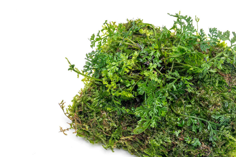 Aquatic plant mat with Bolbitis difformis and Christmas moss by ACW, ideal for freshwater aquariums.