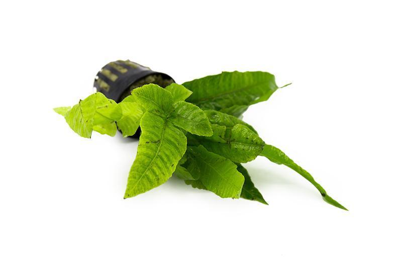 Healthy Bolbitis Heteroclita aquatic plant from ACW, featuring lush green fronds suitable for freshwater aquariums.