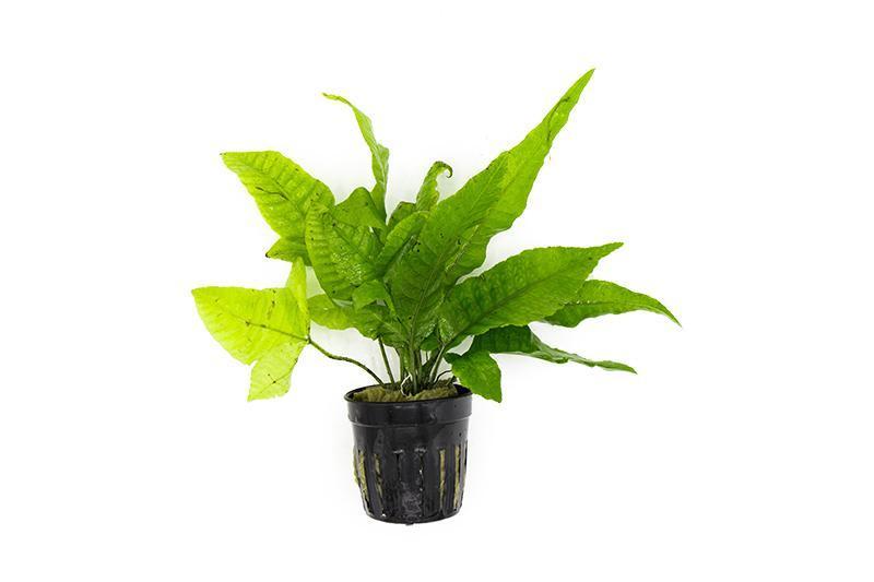 Healthy Bolbitis Heteroclita aquatic plant from ACW with lush green, feathery leaves suitable for freshwater aquariums.