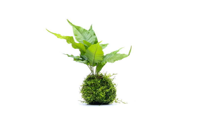 Aquatic plant Bolbitis Heteroclita growing on a moss ball, suitable for freshwater aquariums, by ACW.