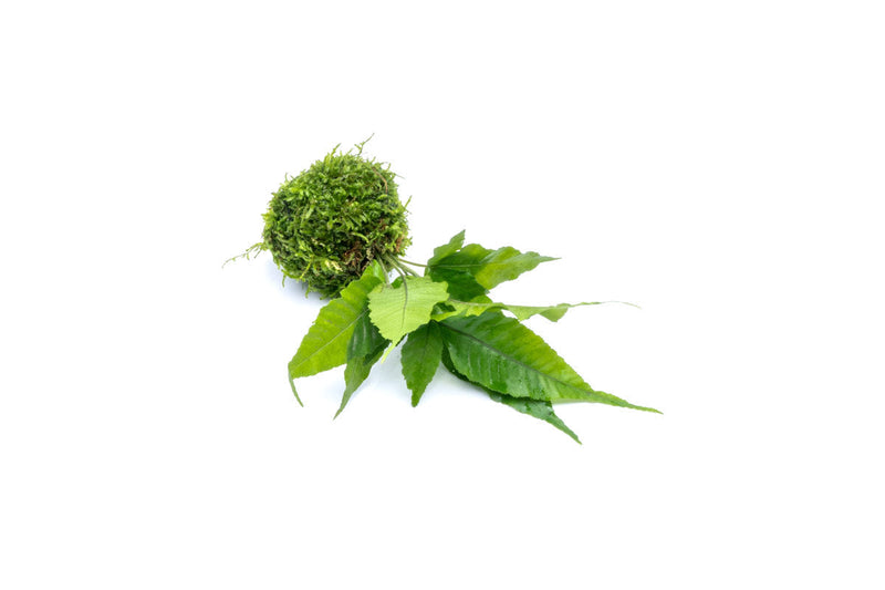 Aquatic plant Bolbitis Heteroclita growing on a moss ball, aquatic plant by ACW for freshwater aquariums.