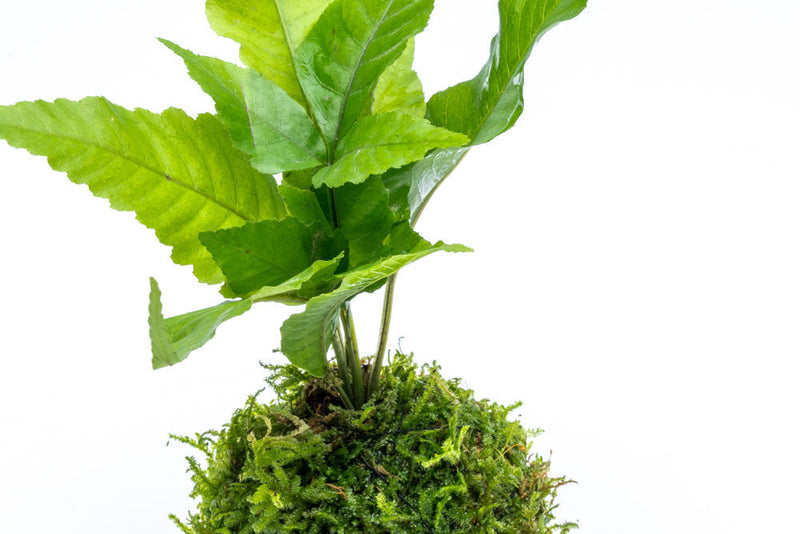 Aquatic plant Bolbitis heteroclita growing on a moss ball, suitable for freshwater aquariums, by ACW.