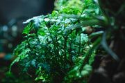 Aquatic plant Bolbitis Difformis, also known as Bolbitis Heudelotii, with lush green fronds, ideal for freshwater aquariums.