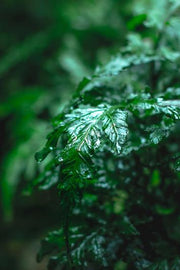 Healthy Bolbitis Difformis aquatic plant from ACW with lush green, delicate fronds for freshwater aquariums.