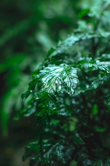 Healthy Bolbitis Difformis aquatic plant from ACW with lush green, delicate fronds for freshwater aquariums.