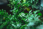 Healthy Bolbitis Difformis aquatic plant from ACW, with lush green fronds, ideal for freshwater aquariums.
