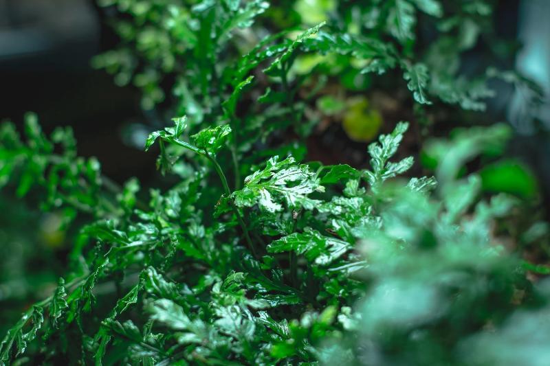 Healthy Bolbitis Difformis aquatic plant from ACW, with lush green fronds, ideal for freshwater aquariums.