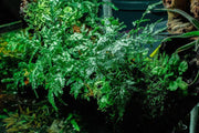 Healthy Bolbitis Difformis aquatic plant from ACW, with lush green, feathery leaves suitable for freshwater aquariums.