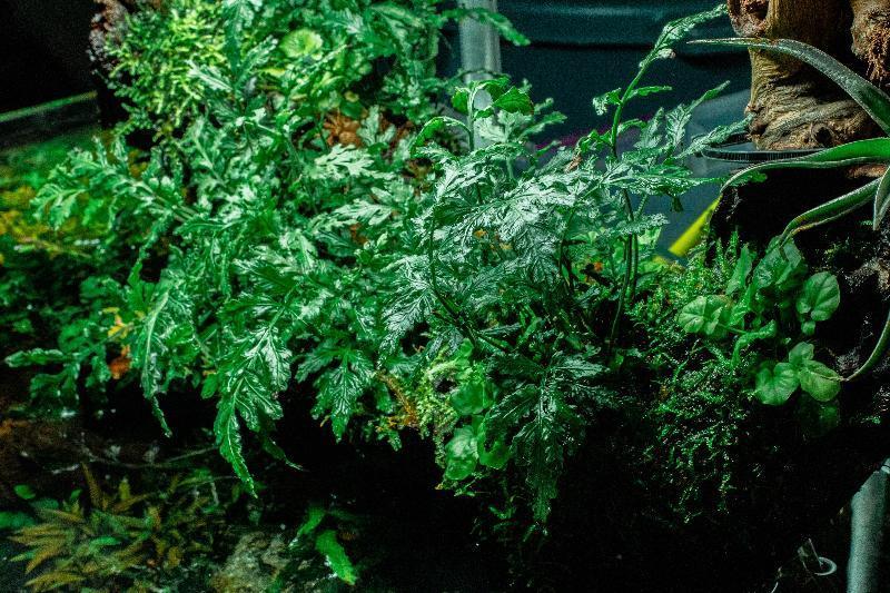 Healthy Bolbitis Difformis aquatic plant from ACW, with lush green, feathery leaves suitable for freshwater aquariums.