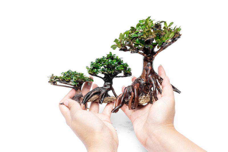 Bonsai Driftwood Scape Starter Kit for aquariums, includes driftwood pieces and accessories, ideal for creating aquatic plant landscapes.