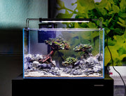 Buce Plant Bonsai Driftwood Scape Aquarium Kit with miniature bonsai tree, driftwood, and aquatic plants for freshwater aquariums.