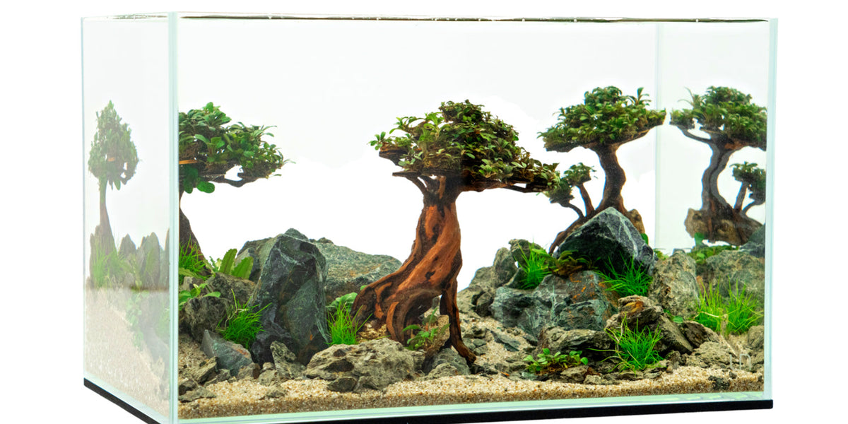 driftwood bonsai tree Bonsai Driftwood Scape Starter Kit — Buce Plant