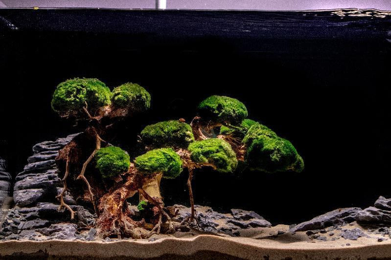 Bonsai Tree Aquarium Hardscape — Buce Plant