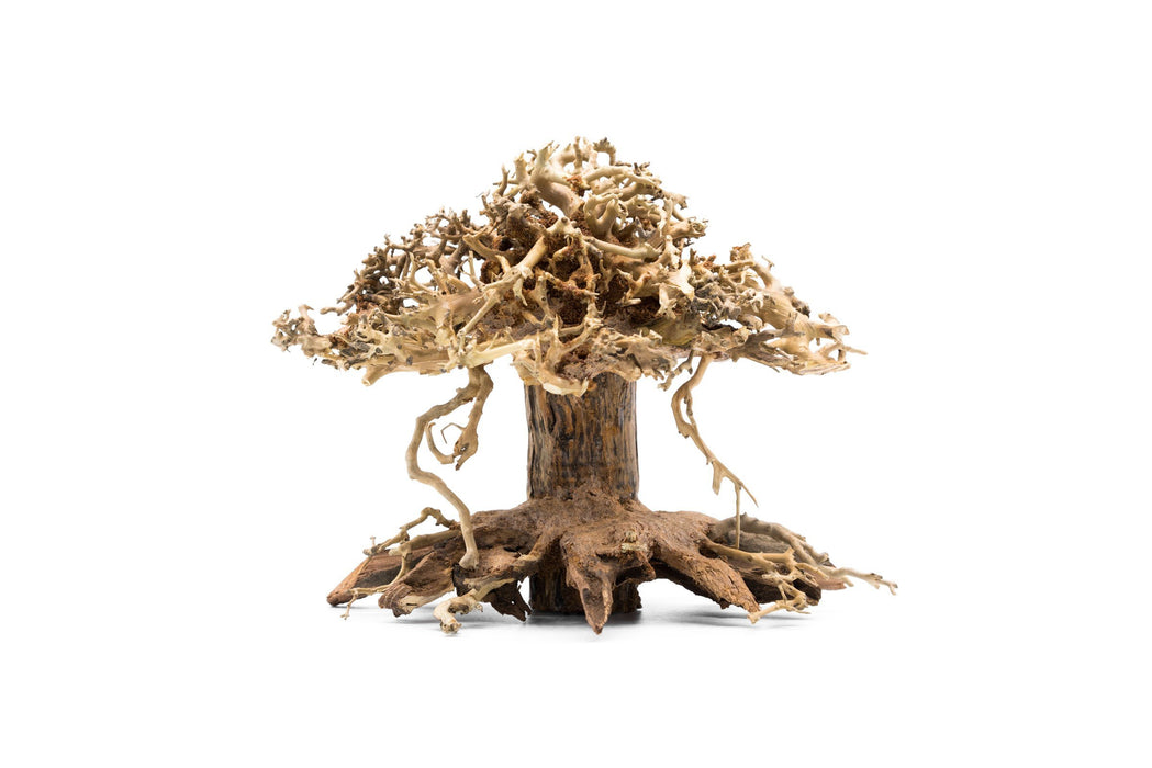 Bonsai Tree Aquarium Driftwood - Medium