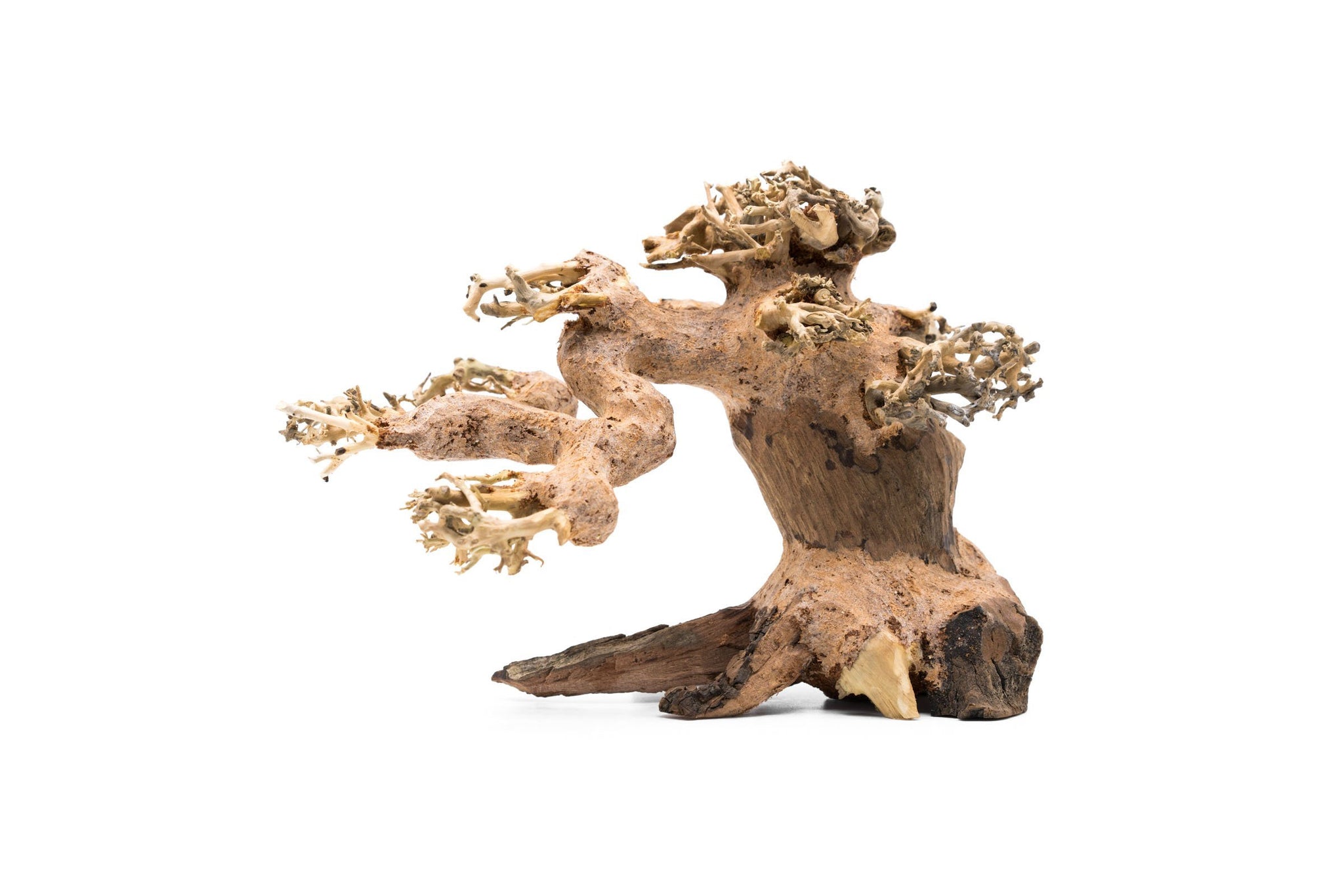 Bonsai Tree Aquarium Hardscape — Buce Plant