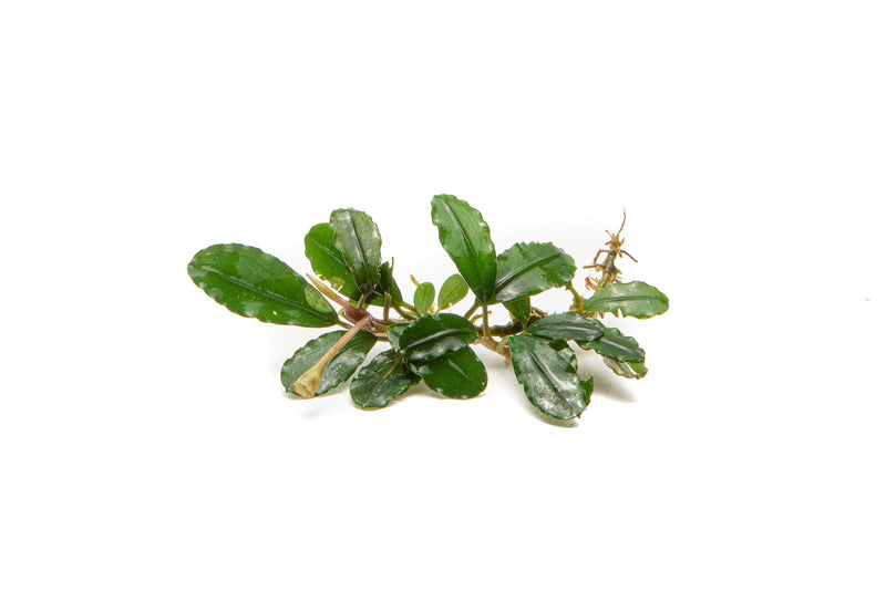 Team Buce Plant Starter Pack Bucephalandra - Buce Plant