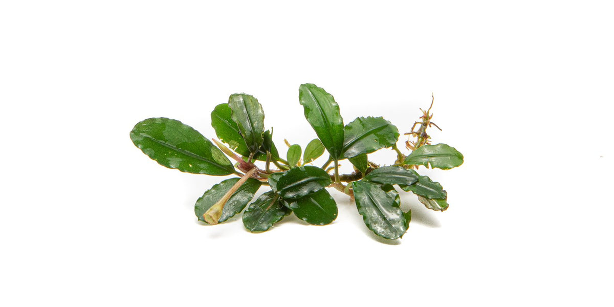 Bucephalandra Brownie Firebird — Buce Plant