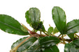 Brownie Firebird - Buce Plant