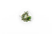 Bucephalandra Brownie Ghost UNS Tissue Culture - Small Cup Aquatic Plant - Buce Plant