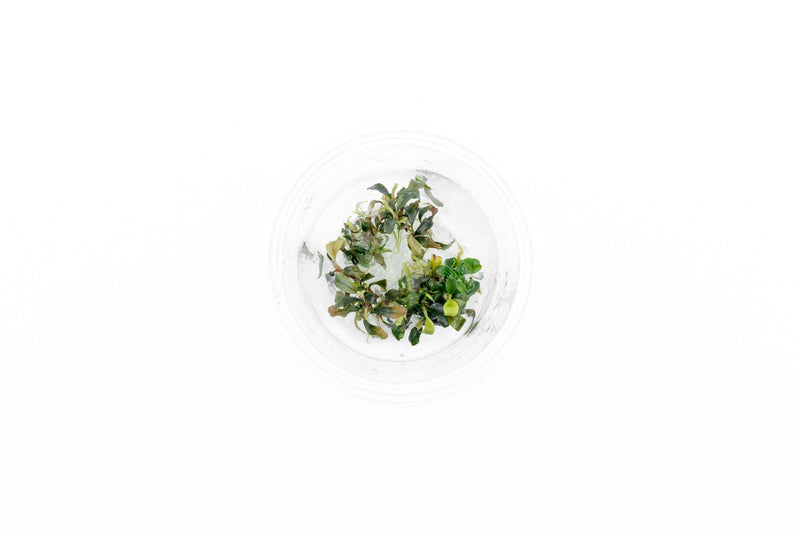 Bucephalandra Brownie Ghost UNS Tissue Culture - Small Cup Aquatic Plant - Buce Plant