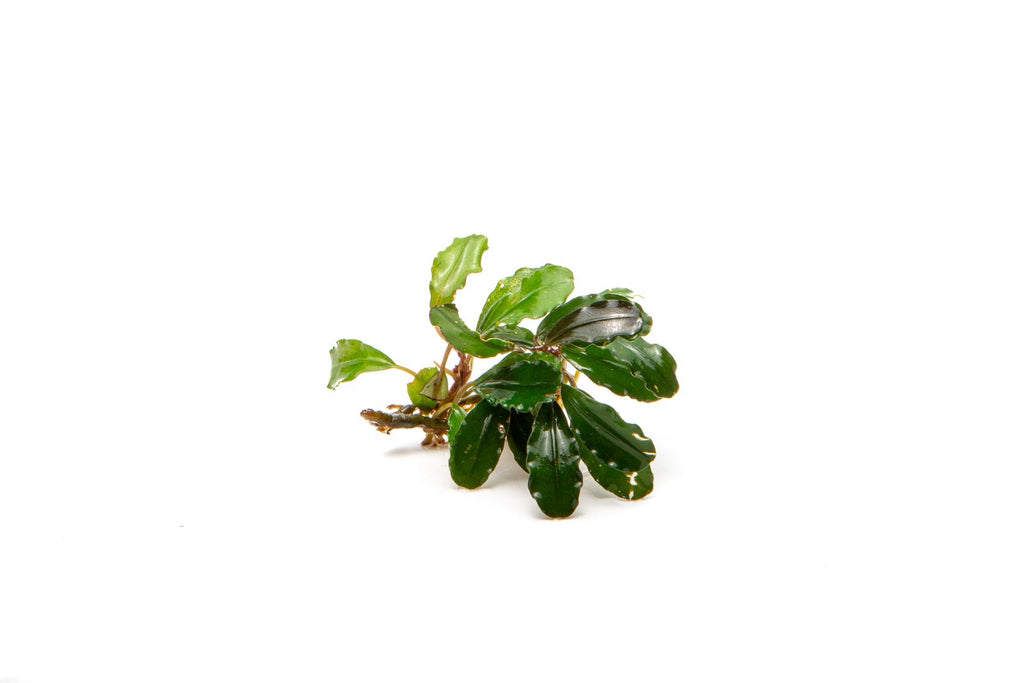 Foreground Aquarium Plants — Buce Plant