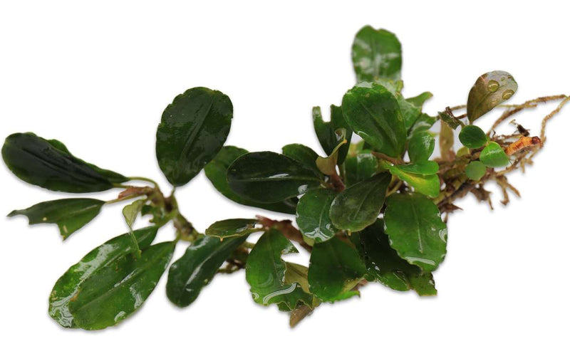 Bucephalandra Brownie Hermes Bucephalandra - Buce Plant