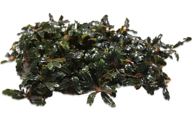 Bucephalandra Brownie Jade Bucephalandra - Buce Plant