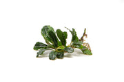 Bucephalandra Brownie Phantom Bucephalandra - Buce Plant