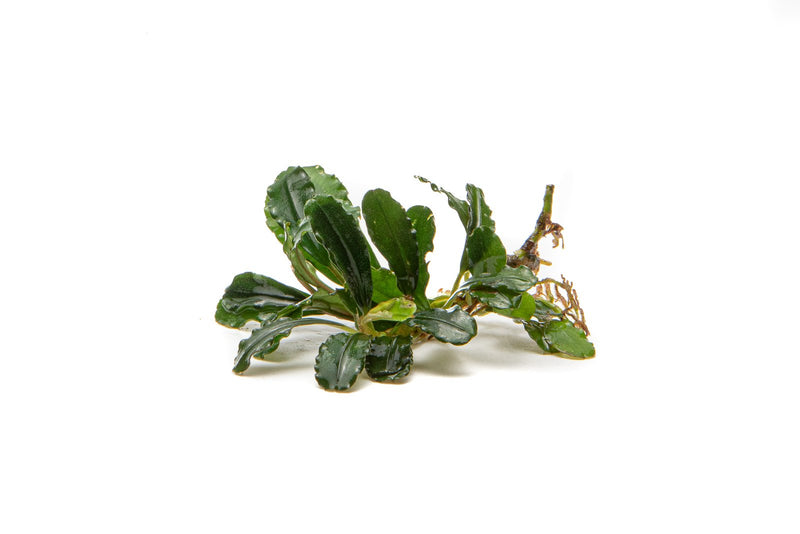Bucephalandra Brownie Phantom Bucephalandra - Buce Plant