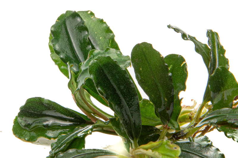 Bucephalandra Brownie Phantom Bucephalandra - Buce Plant