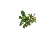 Bucephalandra Brownie Phantom Bucephalandra - Buce Plant