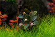 Bucephalandra Brownie Red (Farmed) - BucePlant.com