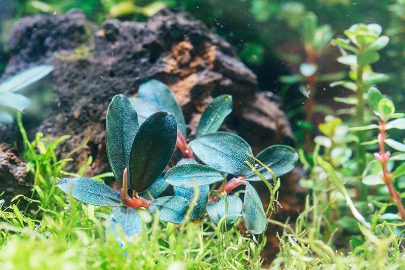 Bucephalandra Brownie Sugar Bucephalandra - Buce Plant