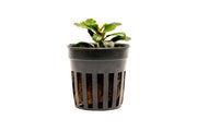 Bucephalandra Apple Leaf Bucephalandra - Buce Plant