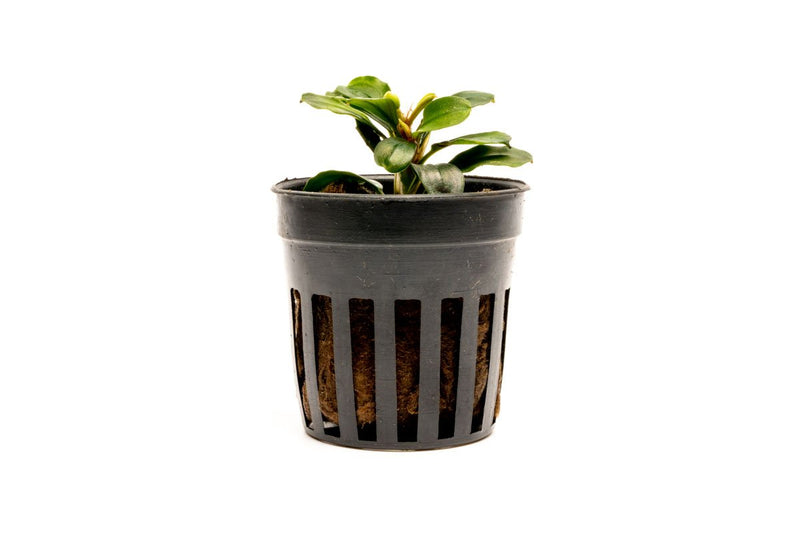 Bucephalandra Apple Leaf Bucephalandra - Buce Plant