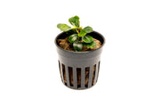 Bucephalandra Apple Leaf Bucephalandra - Buce Plant