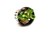 Bucephalandra Apple Leaf Bucephalandra - Buce Plant
