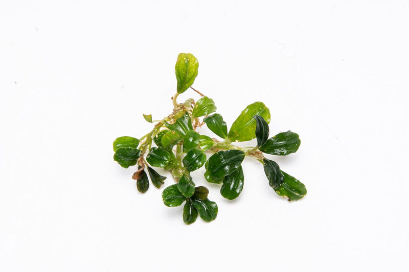 Bucephalandra Arrogant Blue Bucephalandra - Buce Plant