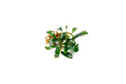 Bucephalandra Arrogant Blue Bucephalandra - Buce Plant