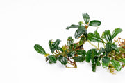 Bucephalandra Arrogant Blue Bucephalandra - Buce Plant