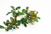 Bucephalandra Arrogant Blue Bucephalandra - Buce Plant