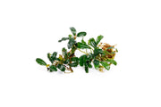 Bucephalandra Arrogant Blue Bucephalandra - Buce Plant