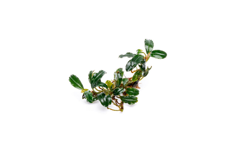 Bucephalandra Arrogant Blue Bucephalandra - Buce Plant