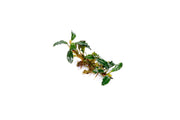 Bucephalandra Arrogant Blue Bucephalandra - Buce Plant