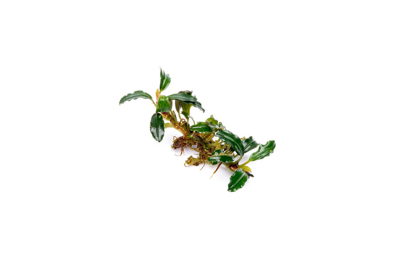Bucephalandra Arrogant Blue Bucephalandra - Buce Plant