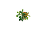 Bucephalandra Arrogant Blue Bucephalandra - Buce Plant