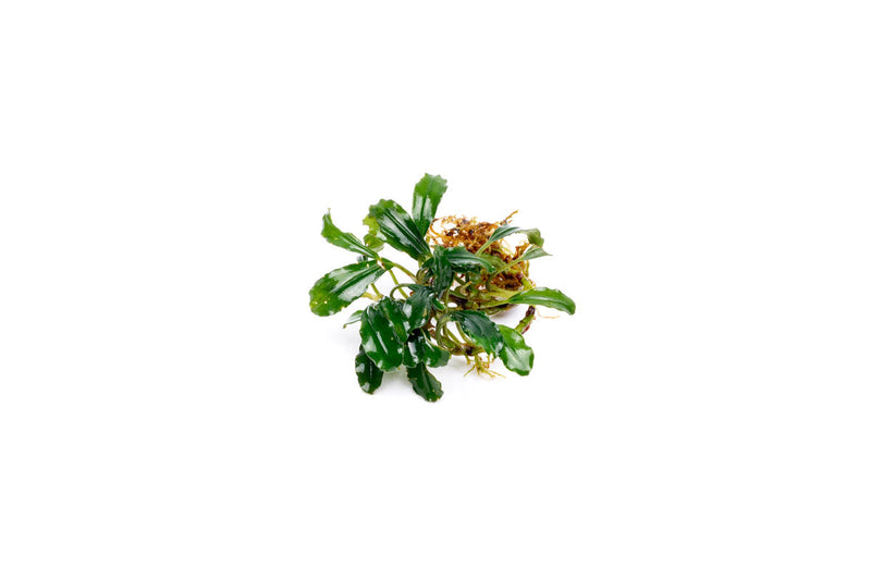Bucephalandra Arrogant Blue Bucephalandra - Buce Plant