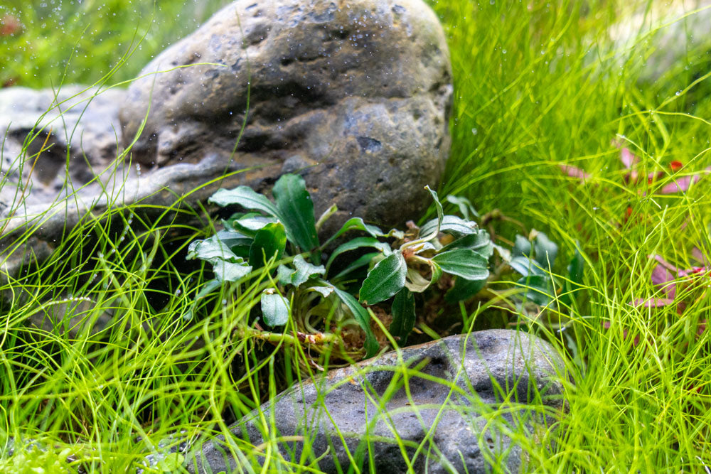 Bucephalandra Arrogant Blue - Aquascaping Plant — Buce Plant