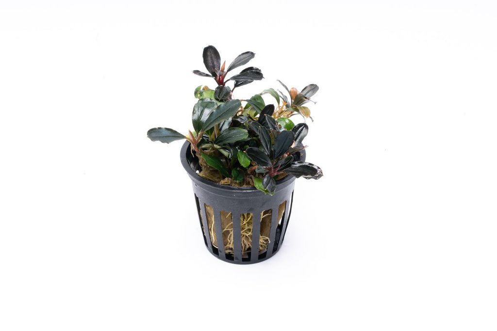 Bucephalandra Arrogant Blue Pot