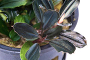 Bucephalandra Arrogant Blue Pot Bucephalandra - Buce Plant